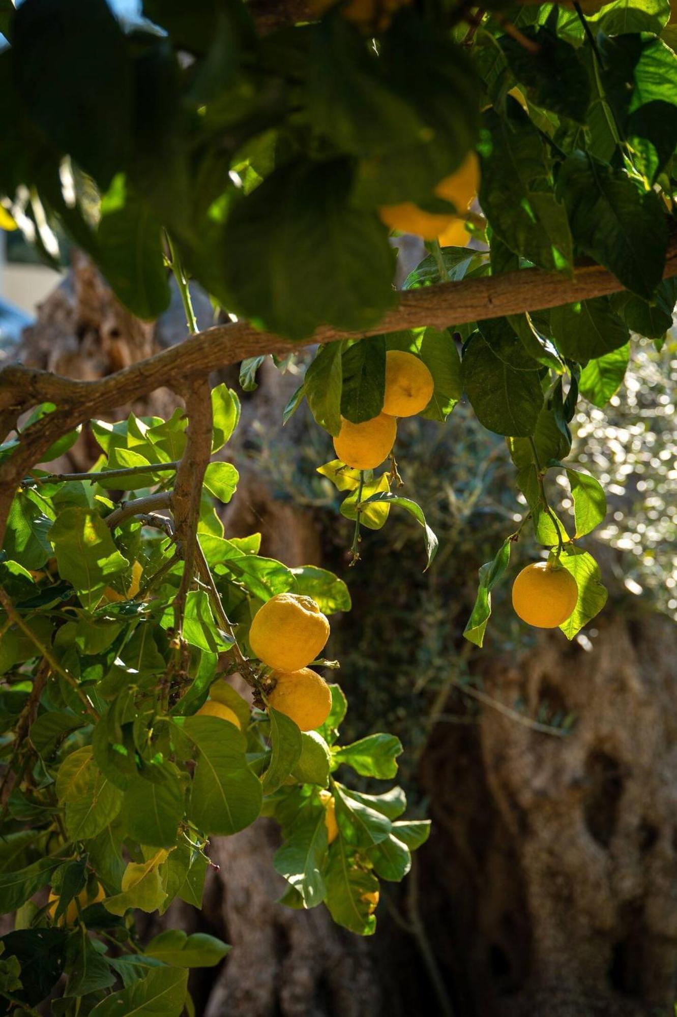 Physis Country House Near Matala Beach & Faistos Kouses Kültér fotó